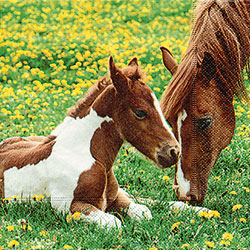 Mother Horse and Foal Paper Luncheon Napkins by Paper and Design GmbH