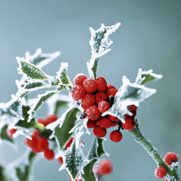 Frosty Holly Luncheon Size Paper Napkins