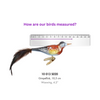 Seychelles Paradise Flycatcher Ornament by Inge Glas of Germany